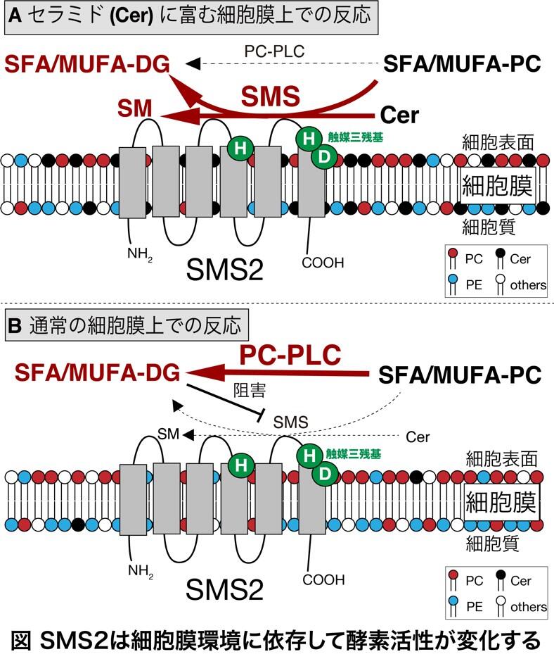 図SMS2は細胞膜環境に依存して酵素活性が変化する