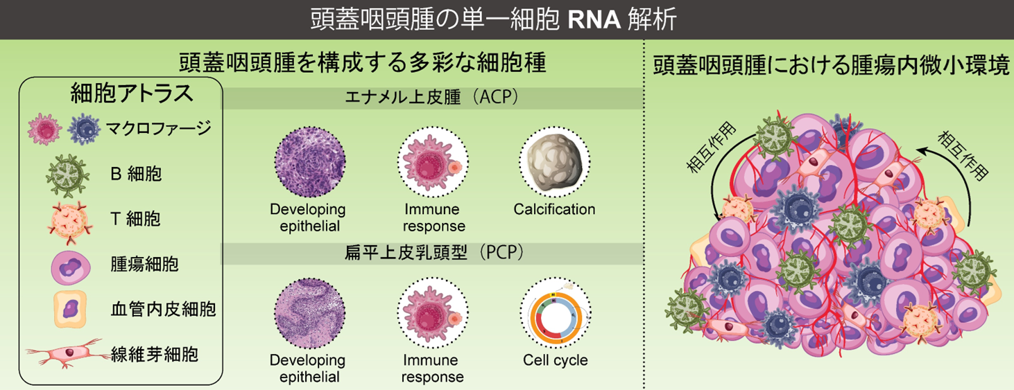  頭蓋咽頭腫の単一細胞RNA解析における細胞の多様性