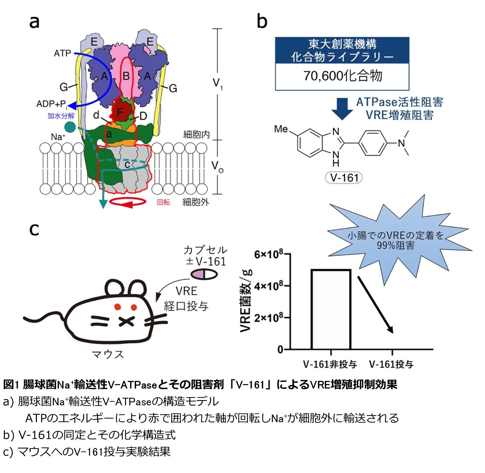 バンコマイシン耐性腸球菌(VRE)感染症の治療に道～ナトリウムポンプ阻害剤の発見とその阻害機構を解明～