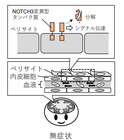 正常時のペリサイトの働き